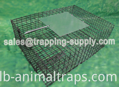 Galvanized sparrow Cage Trap